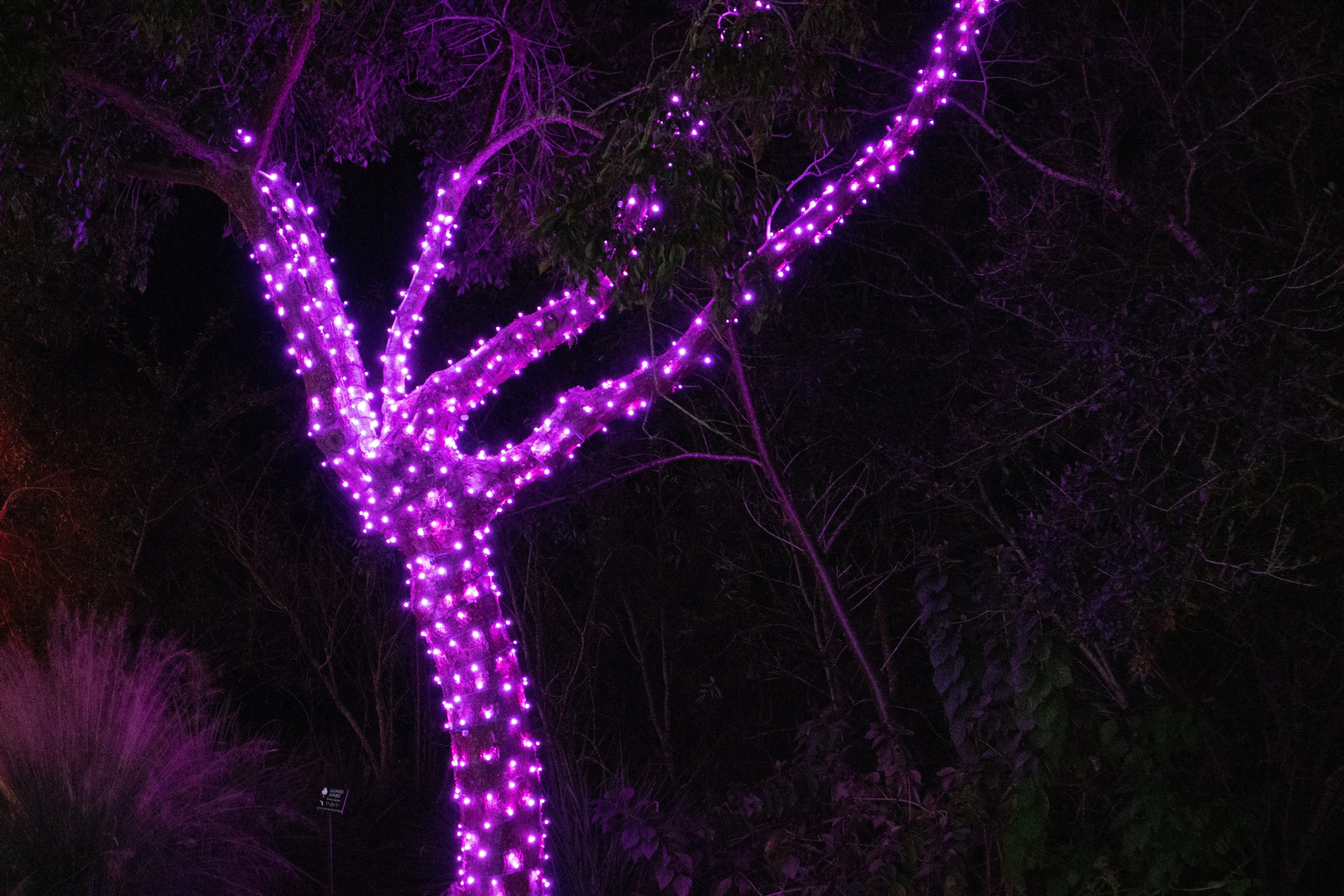 5mm LED Christmas Lights 100L Pink