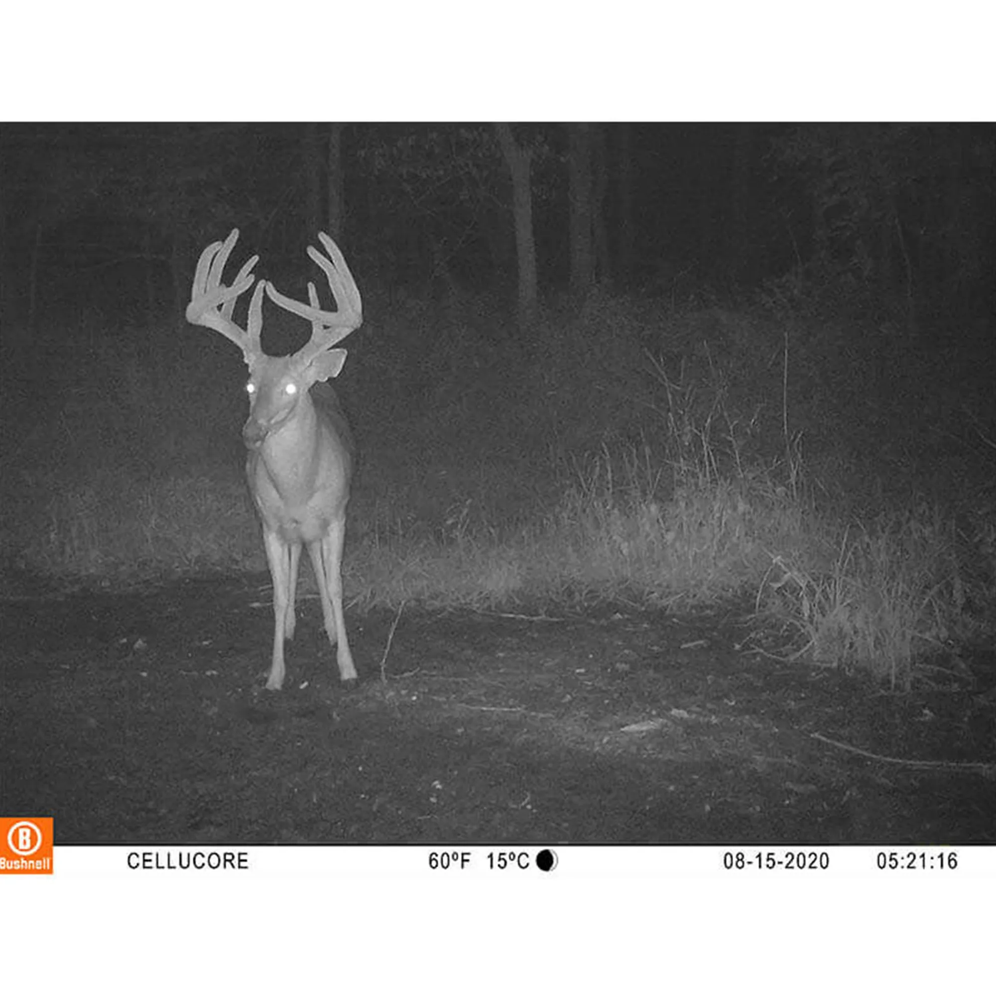 Bushnell CelluCORE™ Cellular Trail Camera