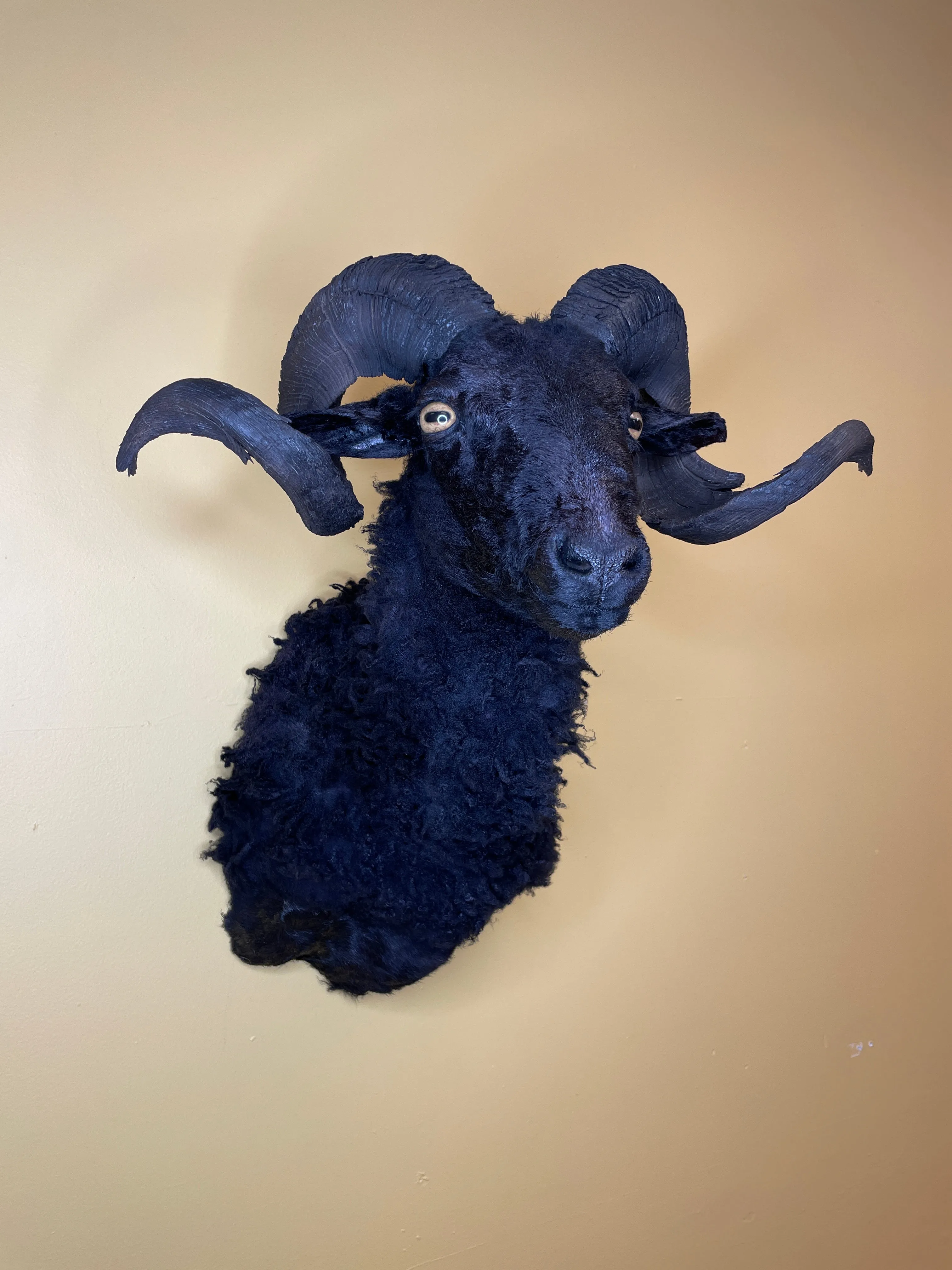 Taxidermy Black Sheep Shoulder Mount