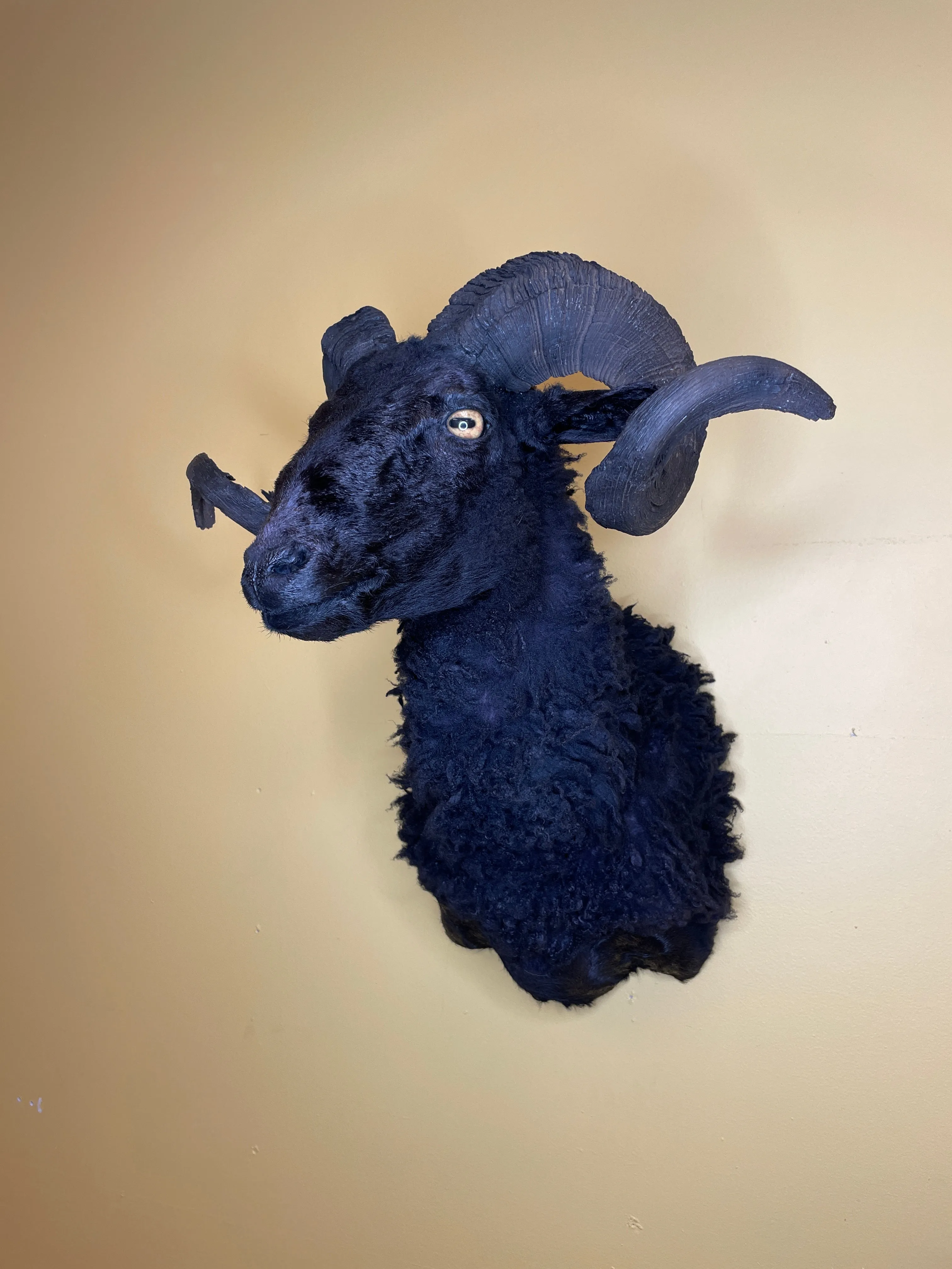 Taxidermy Black Sheep Shoulder Mount