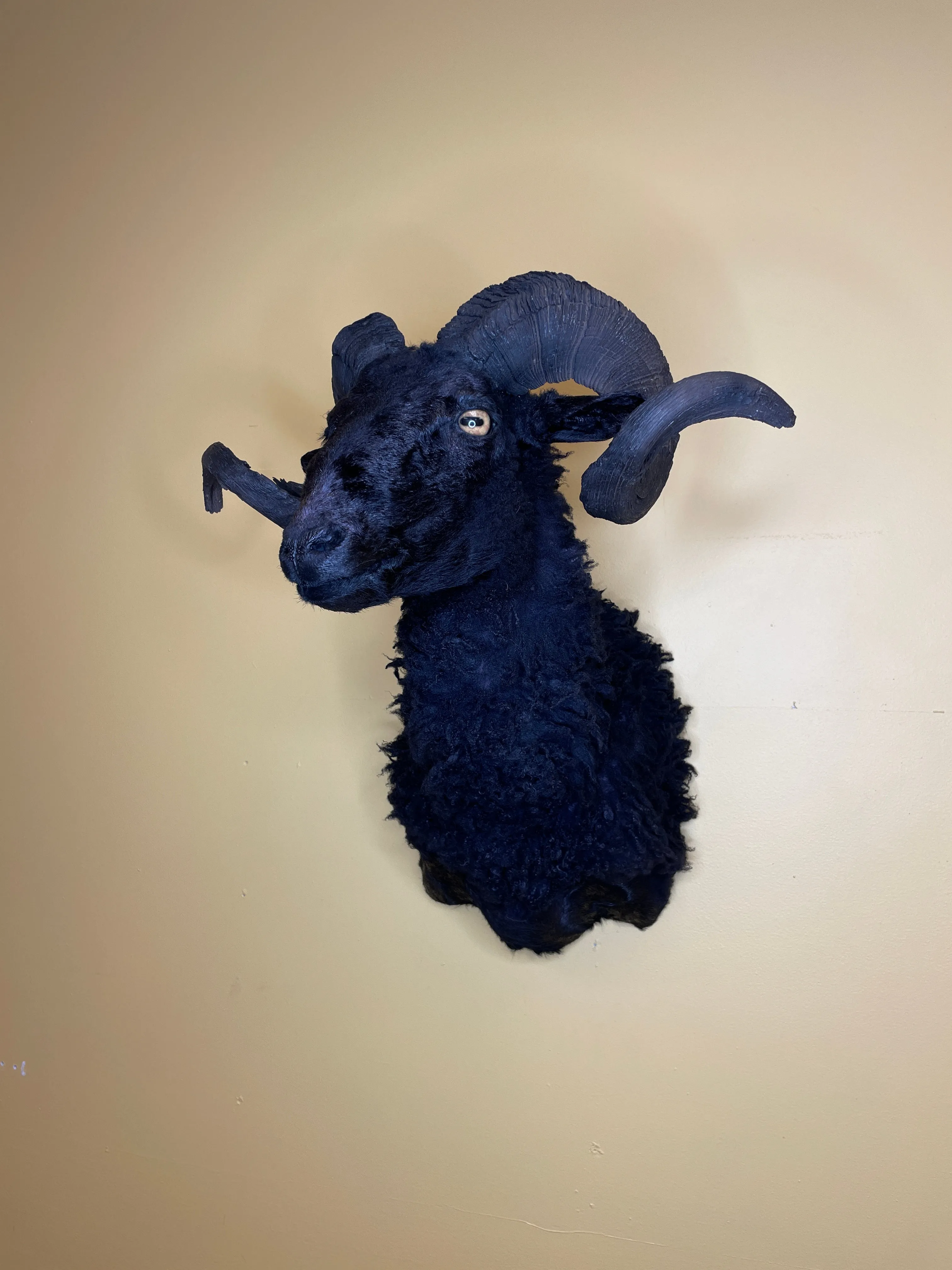 Taxidermy Black Sheep Shoulder Mount