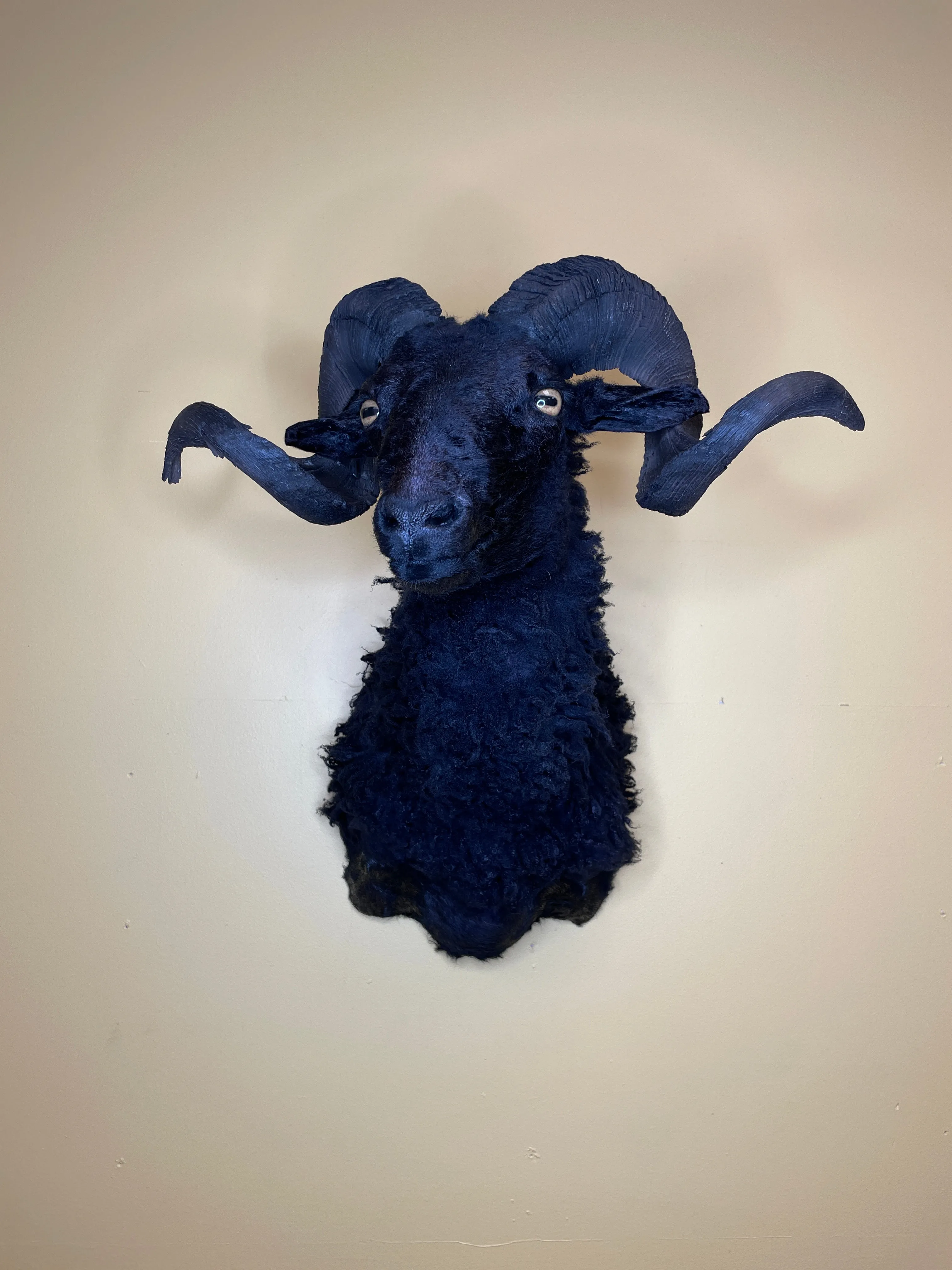 Taxidermy Black Sheep Shoulder Mount