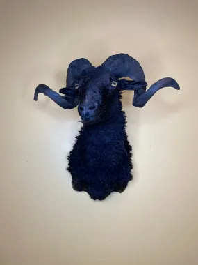 Taxidermy Black Sheep Shoulder Mount