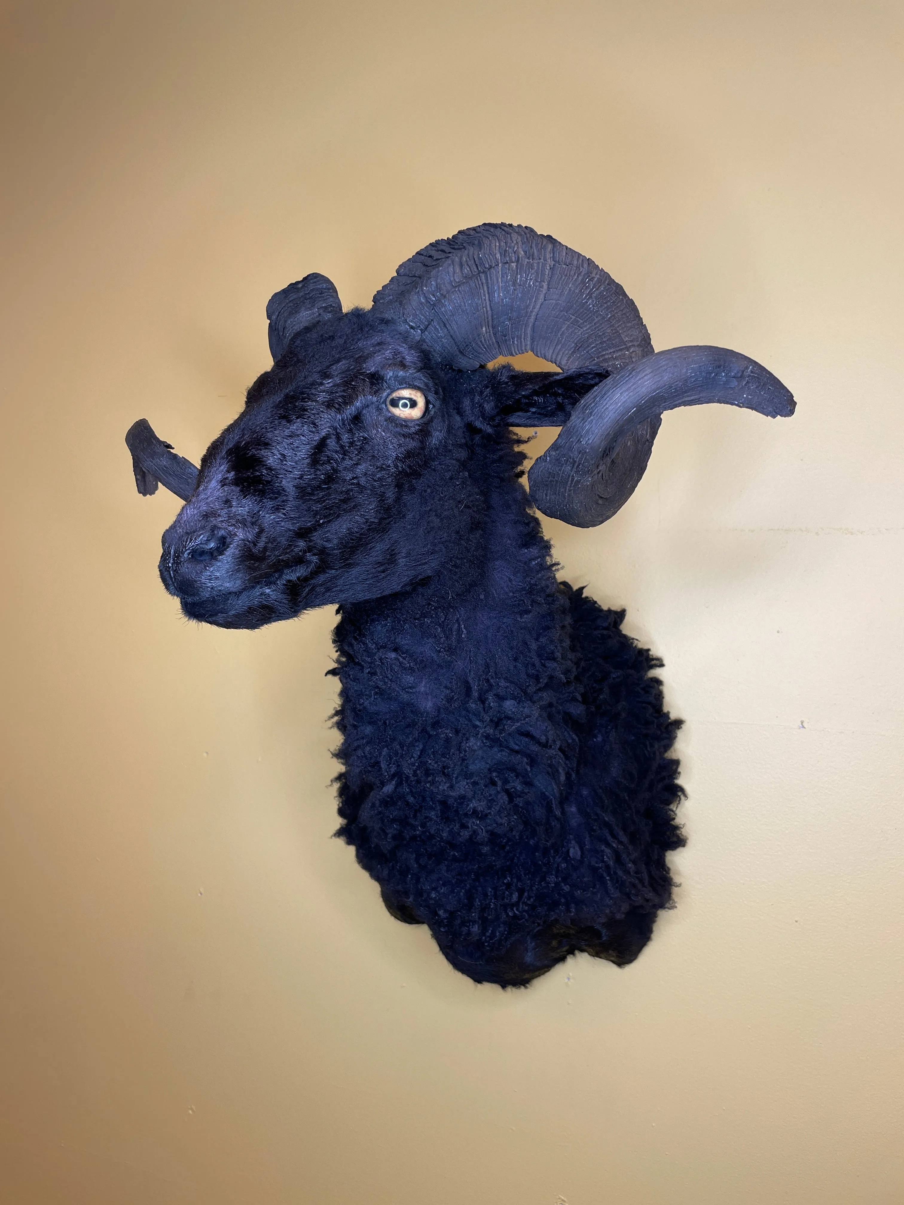 Taxidermy Black Sheep Shoulder Mount