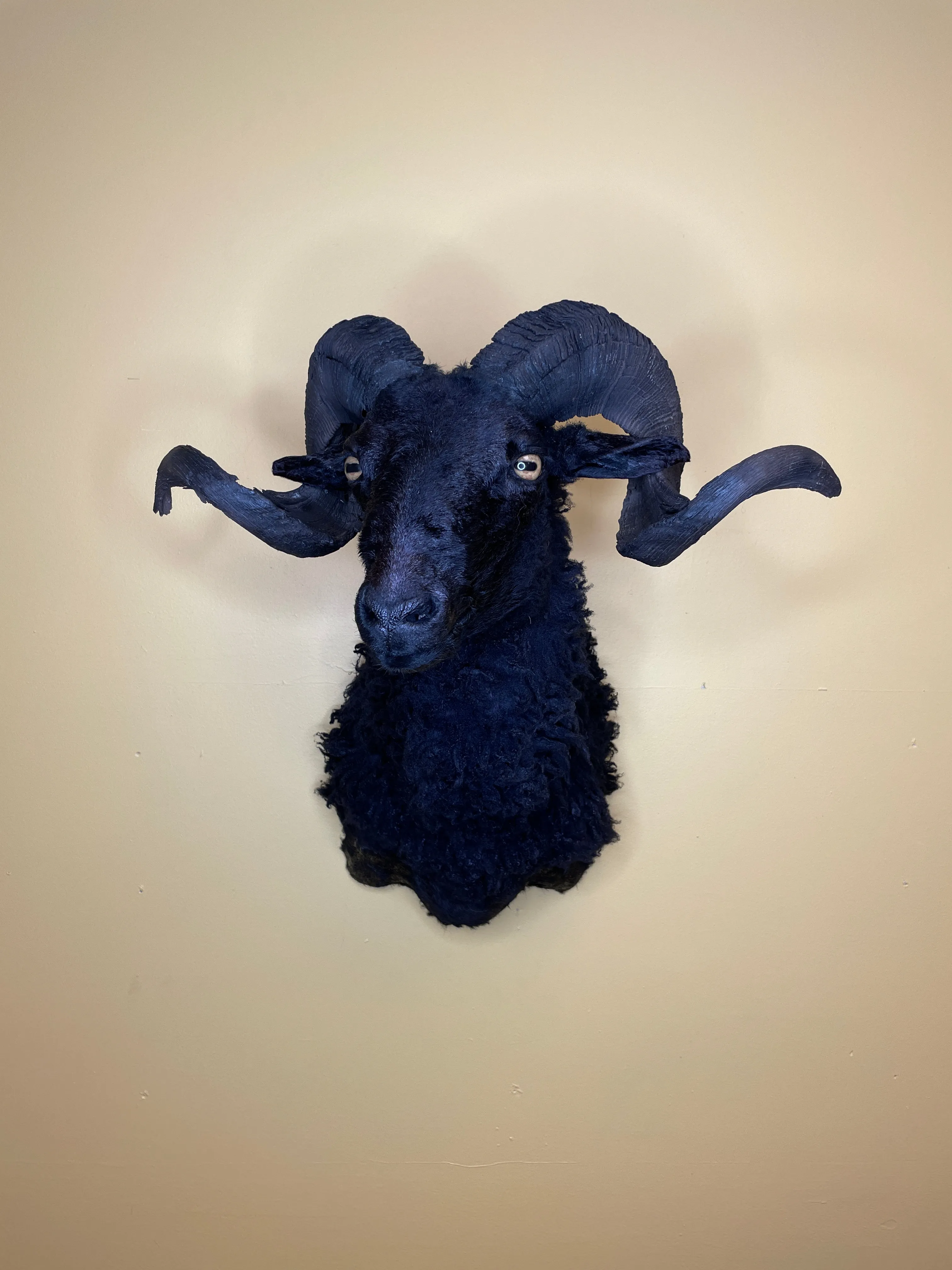 Taxidermy Black Sheep Shoulder Mount