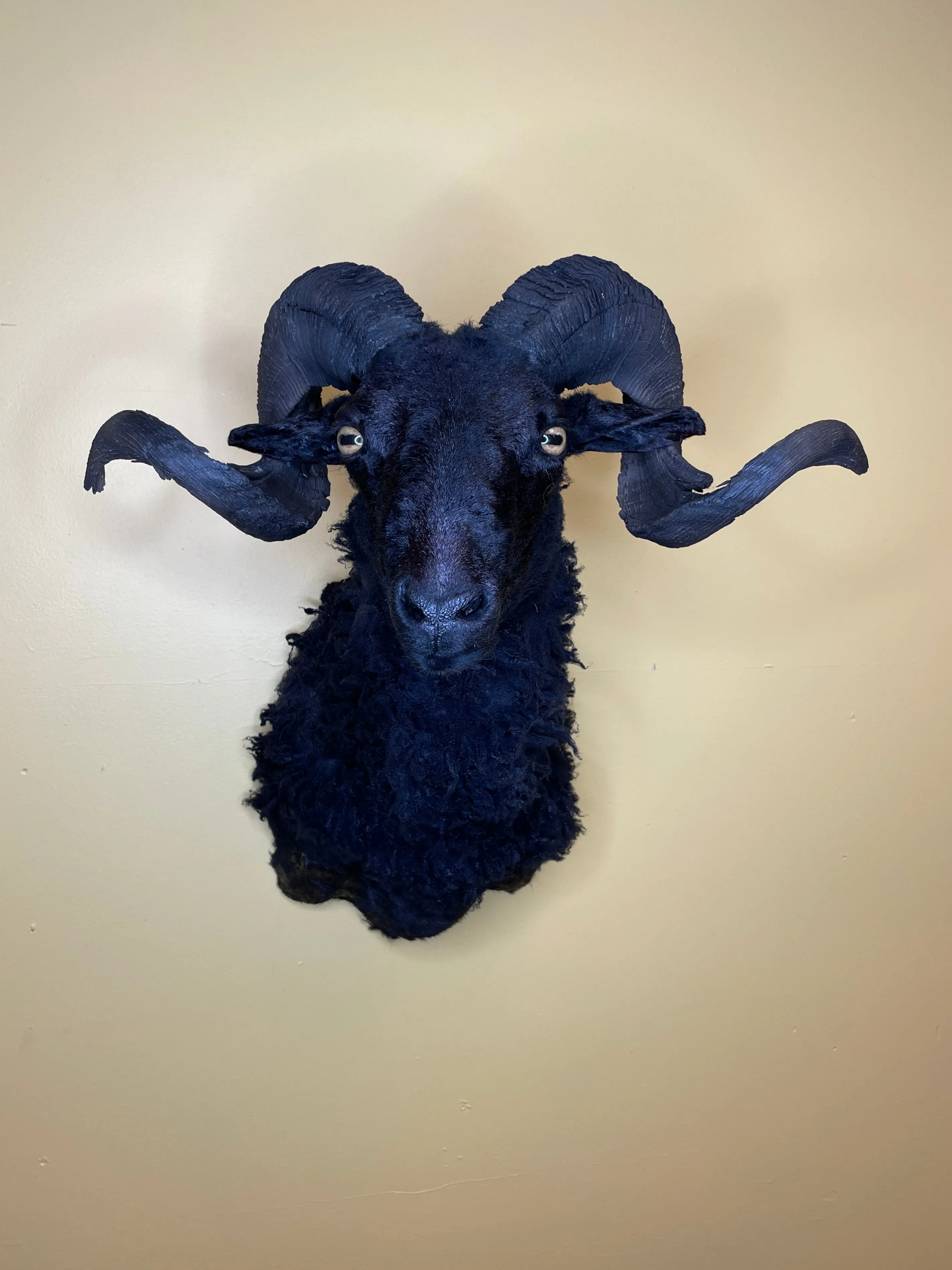 Taxidermy Black Sheep Shoulder Mount
