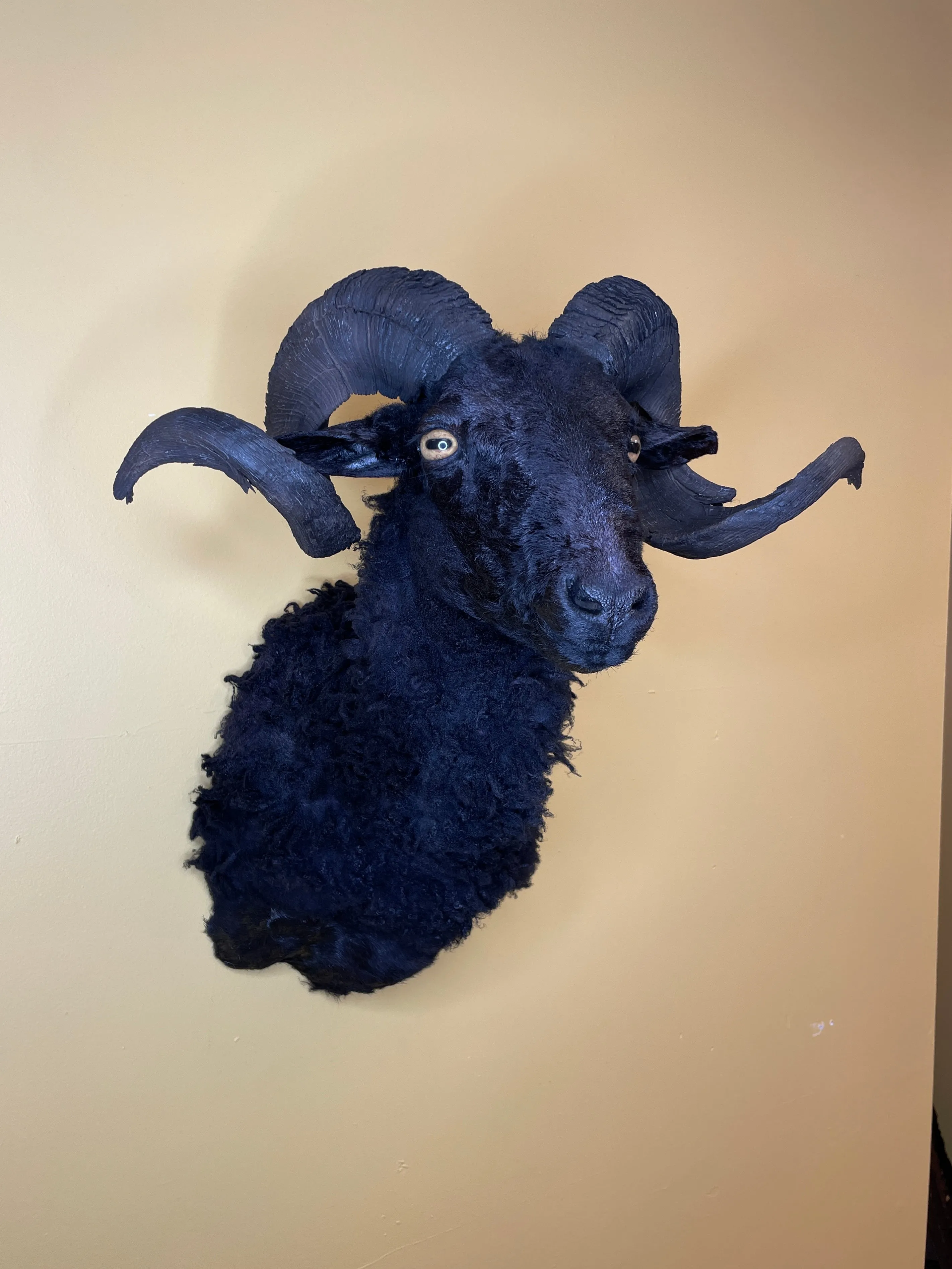Taxidermy Black Sheep Shoulder Mount