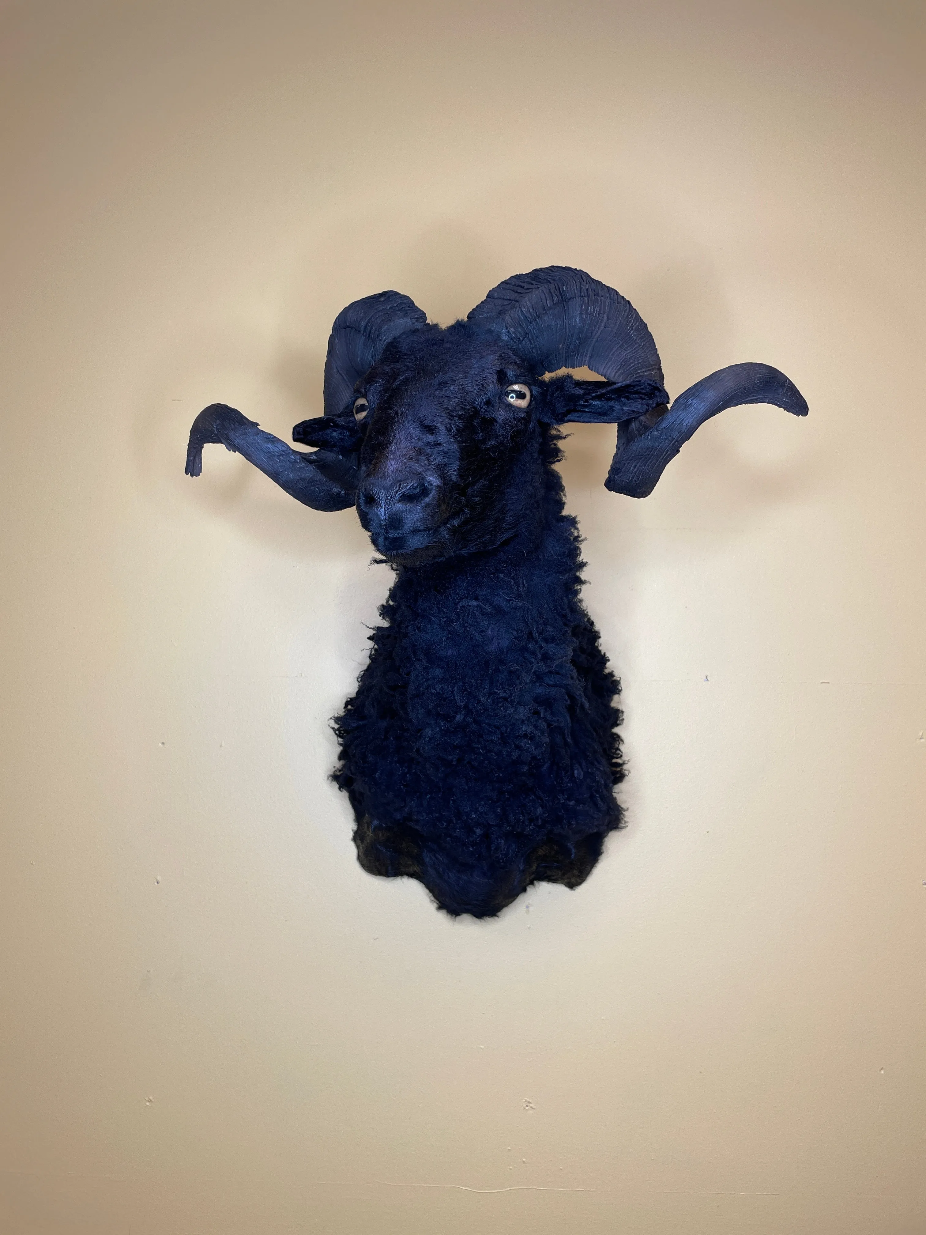 Taxidermy Black Sheep Shoulder Mount