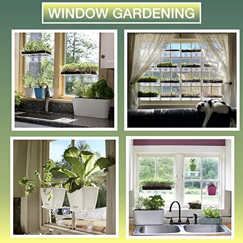 Window Garden Double Veg Ledge– Window Shelf for Plants. Low Profile, Quality Acrylic. Large Strong and Reliable Suction Cups. Window Sill Extender for Microgreens Kit, Seed Starter, Pots, Planters.